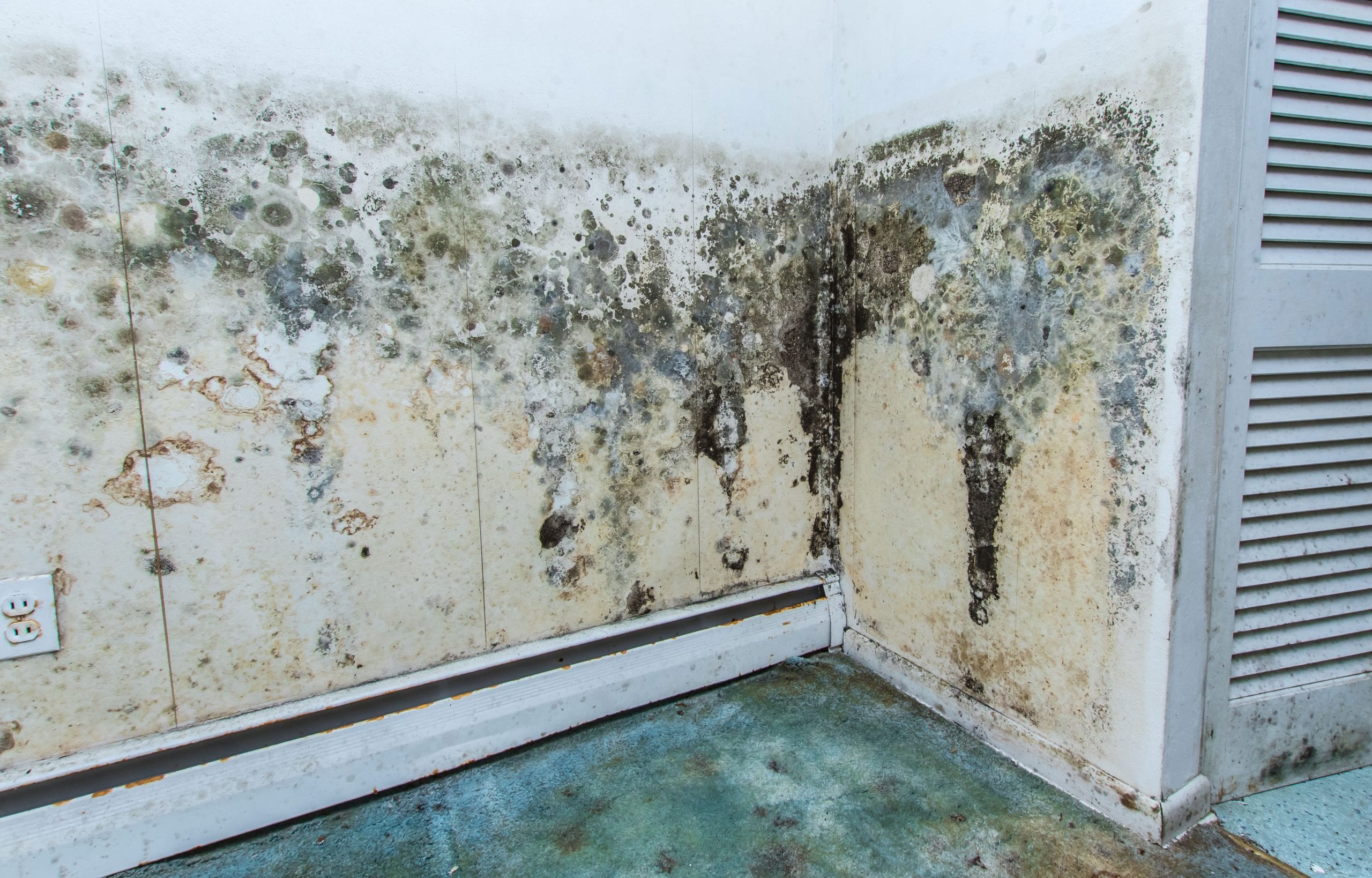 mold removal services agoura hills